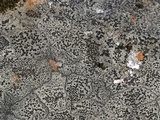 Carbonea latypizodes image