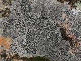 Carbonea latypizodes image