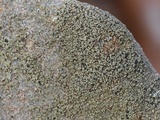 Carbonea latypizodes image
