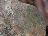 Carbonea latypizodes image
