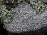 Pertusaria plittiana image