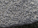 Pertusaria plittiana image