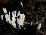 Arcyria cinerea (d3) image