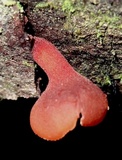 Dacryopinax elegans image