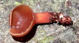 Dacryopinax elegans image