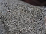 Aspicilia laevata image
