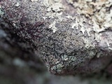 Carbonea latypizodes image