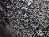 Carbonea latypizodes image