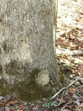 Placidium arboreum image