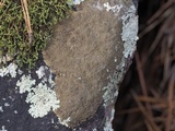 Image of Dimelaena tenuis
