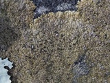 Dimelaena tenuis image