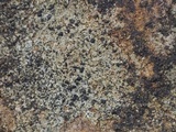 Image of Porpidia subsimplex