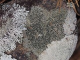 Carbonea latypizodes image