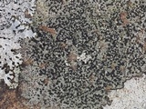 Carbonea latypizodes image