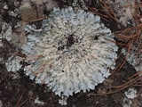 Parmotrema ultralucens image