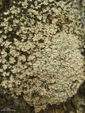 Placidium arboreum image