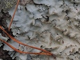Parmotrema ultralucens image