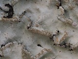 Parmotrema ultralucens image