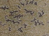 Leiorreuma sericeum image