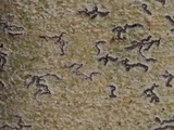 Leiorreuma sericeum image