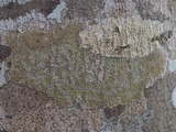 Leiorreuma sericeum image