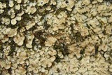 Placidium arboreum image