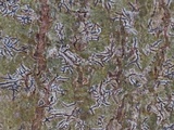 Leiorreuma sericeum image