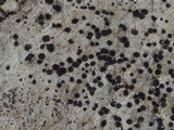 Buellia spuria image