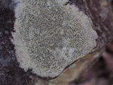 Buellia spuria image