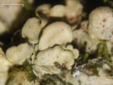 Placidium arboreum image