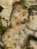 Placidium arboreum image