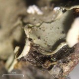 Placidium arboreum image