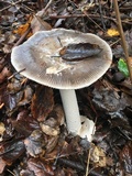 Amanita constricta image