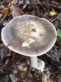 Amanita constricta image