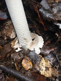 Amanita constricta image