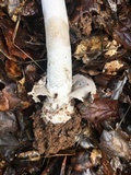 Amanita constricta image