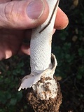 Amanita constricta image