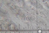 Placidium arboreum image
