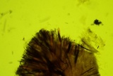Trichoglossum octopartitum image