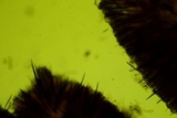 Trichoglossum octopartitum image