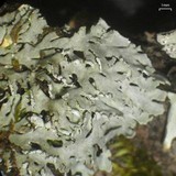 Heterodermia neglecta image