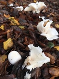 Hygrophorus eburneus image