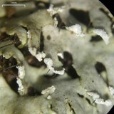 Heterodermia neglecta image