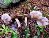 Inocybe lilacina image