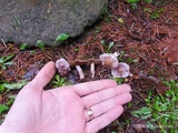 Inocybe lilacina image