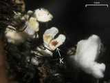 Heterodermia neglecta image