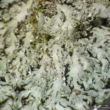 Heterodermia squamulosa image