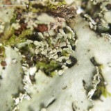 Heterodermia squamulosa image