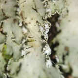 Heterodermia squamulosa image