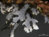 Heterodermia squamulosa image